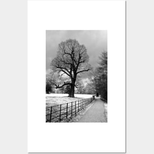 Morgaston Woods The Vyne Sherborne St John Hampshire Posters and Art